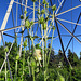 8 ft. Tall Teasel plant