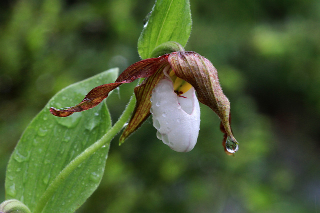 Cypripedium montanum