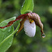 Cypripedium montanum