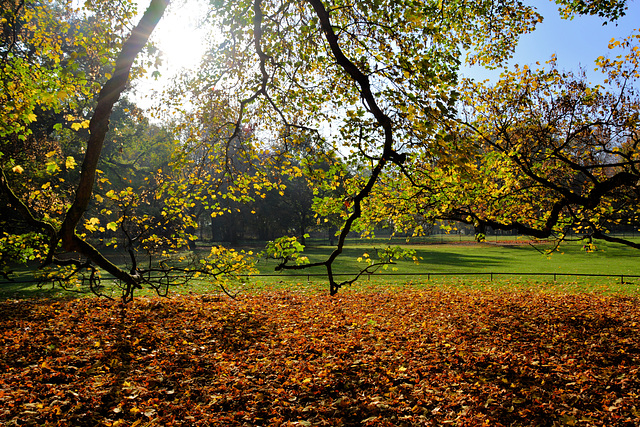 Herbstsonne im Hirschpark