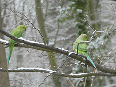 Halsbandsittiche im Schneewald