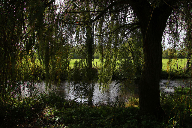 Au pied d'un saule pleureur , un bras de l'Eure .