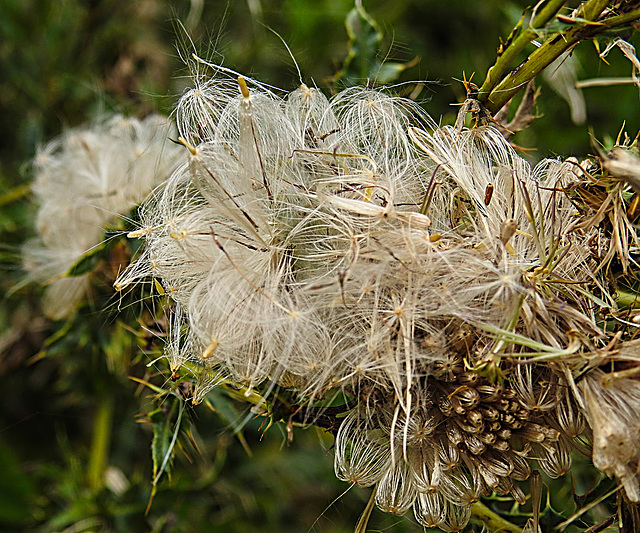 20230810 3777CPw [D~MS] Acker-Kratzdisel (Cirsium arvense), Rieselfelder Münster