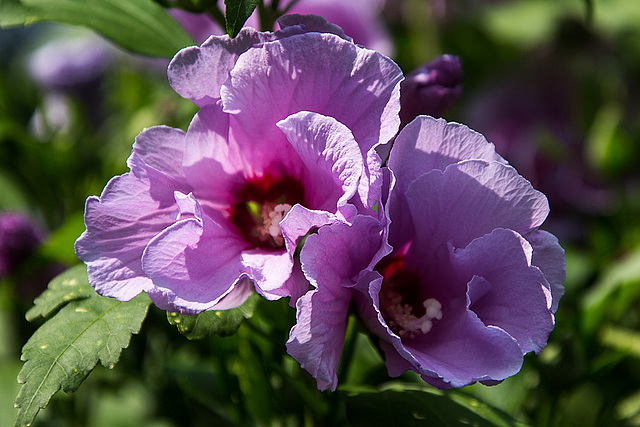 20140801 4599VRAw [D~E] Roseneibisch (Hibiscus), Gruga-Park, Essen