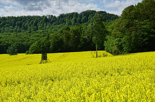 Im gelben Meer - Dans la mer jaune - In the yellow Sea