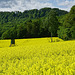 Im gelben Meer - Dans la mer jaune - In the yellow Sea