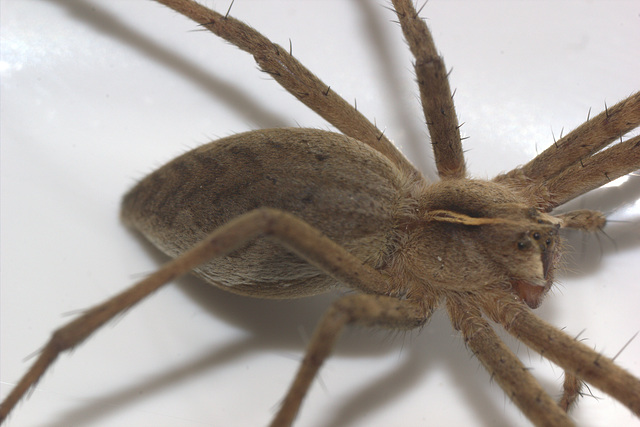 IMG 5063SpiderPerivaleNatureReserve30May2015Canon550CanonMPE