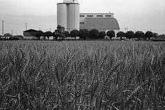 Wheat field and a rice factory