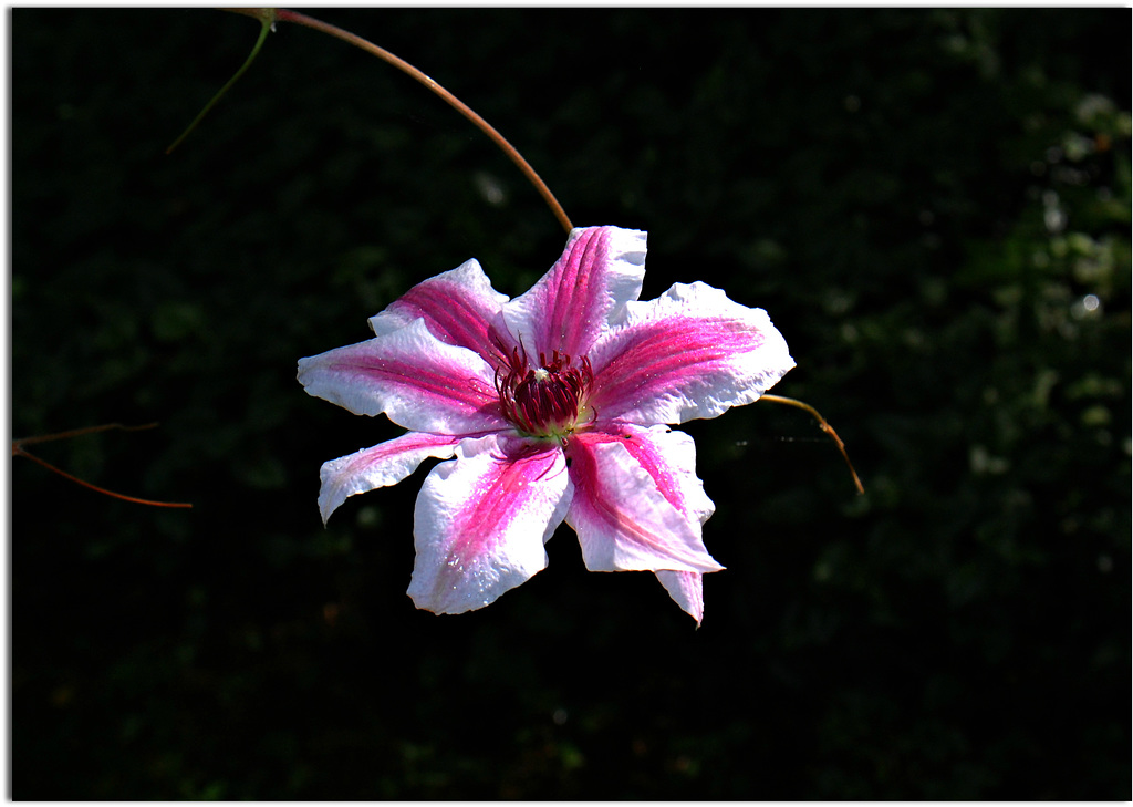 Clematis