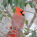 Northern Cardinal