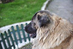 The Estrela Mountain Dog is one of the oldest breeds in Portugal