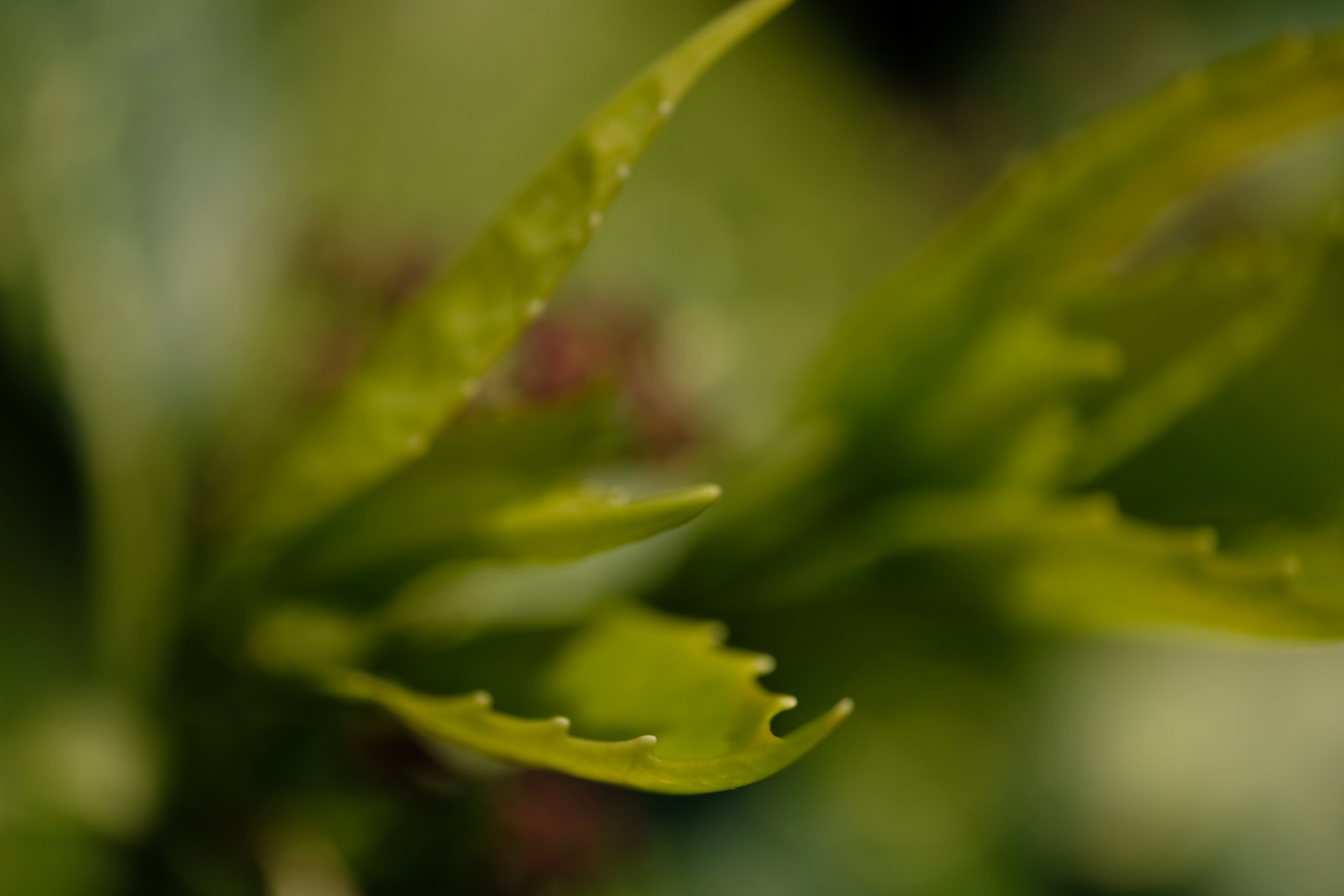 DSCF6472
