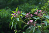 Mountain Laurel