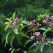 Mountain Laurel