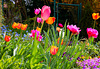 Tulpen in meinem kleinen Garten