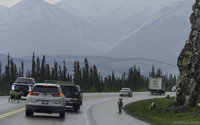 eine ganz normale Strassenszene im Jasper Nationalpark ... P.i.P. (© Buelipix)