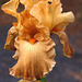 Bearded Iris