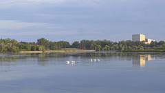 pelicans at the Arts Centre