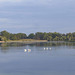 pelicans at the Arts Centre