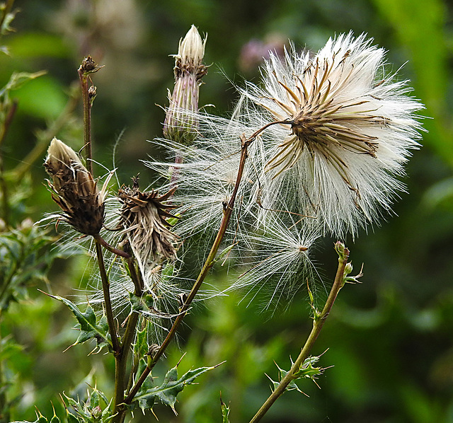 20230810 3778CPw [D~MS] Acker-Kratzdisel (Cirsium arvense), Rieselfelder Münster