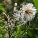 20230810 3778CPw [D~MS] Acker-Kratzdisel (Cirsium arvense), Rieselfelder Münster