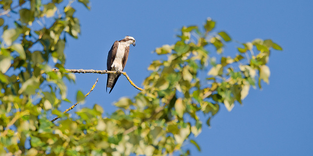 Osprey in a tree