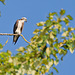 Osprey in a tree