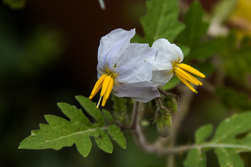 20140801 4601VRAw [D~E] Klebrige Nachtschatten (Solanum sisymbriifolium) [Raukenblättrige Nachtschatten], Gruga-Park, Essen