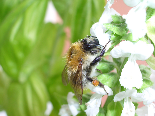 Bumble Bee loves Basil #3