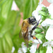 Bumble Bee loves Basil #3