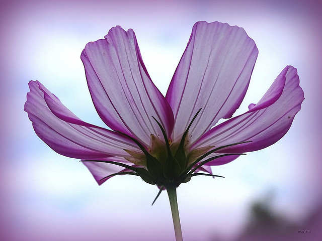 cosmea