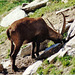 The King of Gran Paradiso Park - Eating the fresh grass