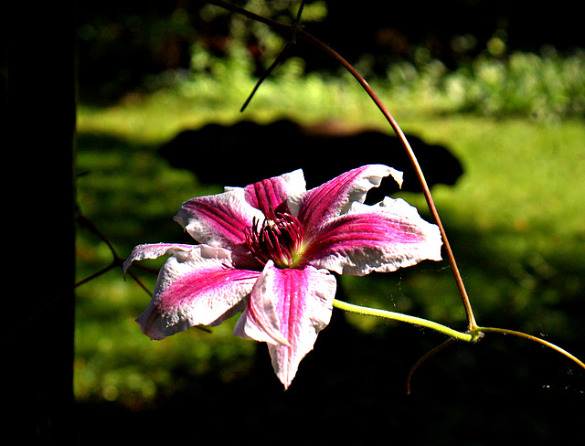 Clematis