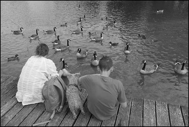 Echantillon de mammifères et d'oiseaux