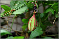 Passiflora sanguinolenta - fruit