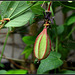 Passiflora sanguinolenta - fruit