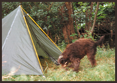 dog goes camping
