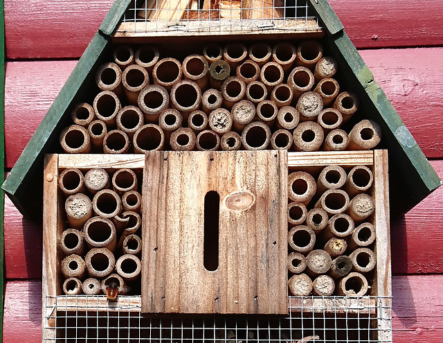 Insektenhotel mit Besucherin