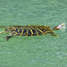 Day 6, Red-eared Slider