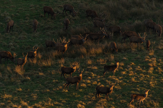 Lyme Park Stags at sunset