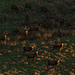 Lyme Park Stags at sunset