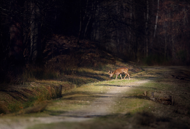 Forêt