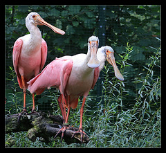 2023-09-14 Zoo (25b) mit Rand