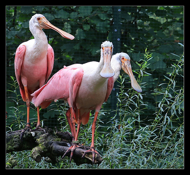 2023-09-14 Zoo (25b) mit Rand