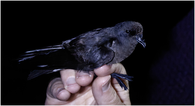 IMG 9977-CR3 DxO DeepPRIMEStormPetrel