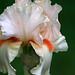 Bearded Iris