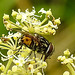 20230810 3779CPw [D~MS] Gefleckte Hausfliege (Graphomya maculata), Rieselfelder Münster