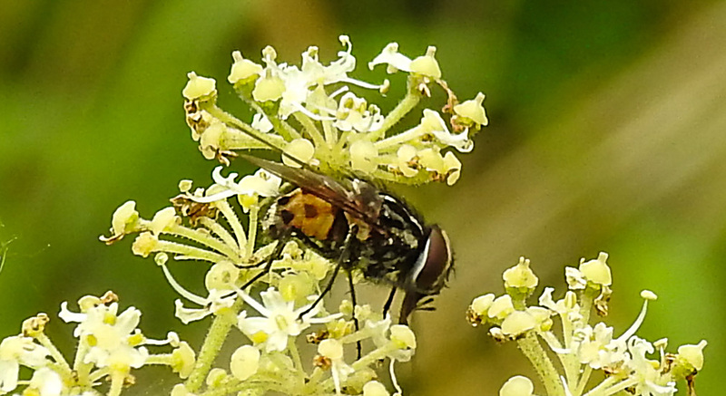 20230810 3779CPw [D~MS] Gefleckte Hausfliege (Graphomya maculata), Rieselfelder Münster
