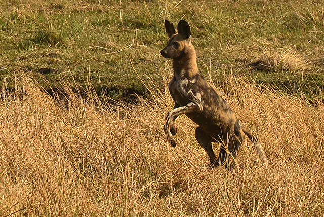 Attentive wilddog.