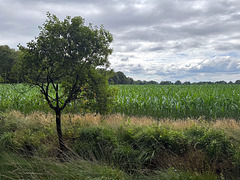 Feld #1